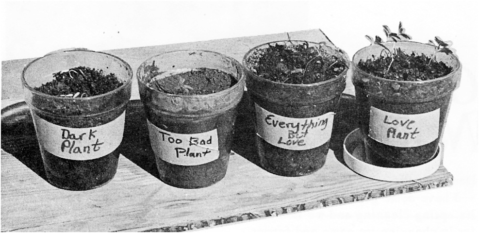 Plants in plastic pots labeled "Love Plant," "Everything But Plant," "Too Bad Plant."